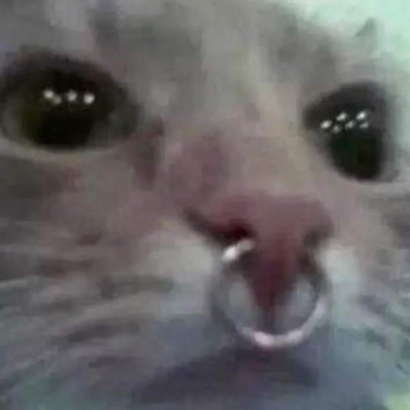 Meet your Posher, Audrey - Picture 1 of 1